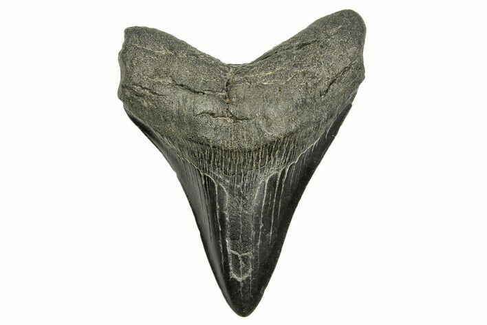 Fossil Megalodon Tooth - South Carolina #370005